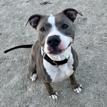 Enlarge Boba, a Adoptable mixed breed in Wheaton, IL image 1/3