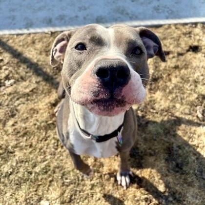 Enlarge Boba, a Adoptable mixed breed in Wheaton, IL image 3/3