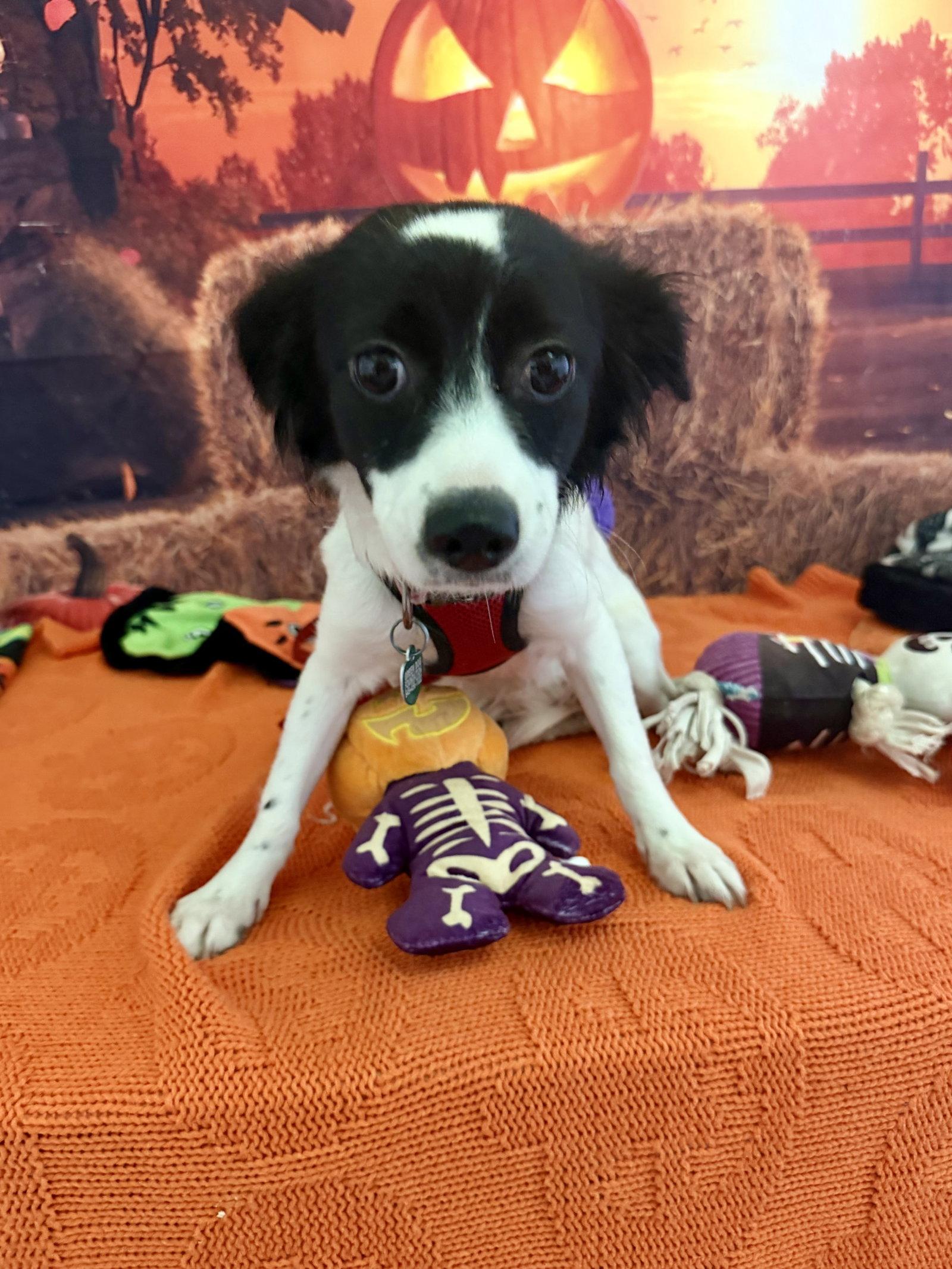 Enlarge Princess, a Adoptable mixed breed in Capistrano Beach, CA image 1/3