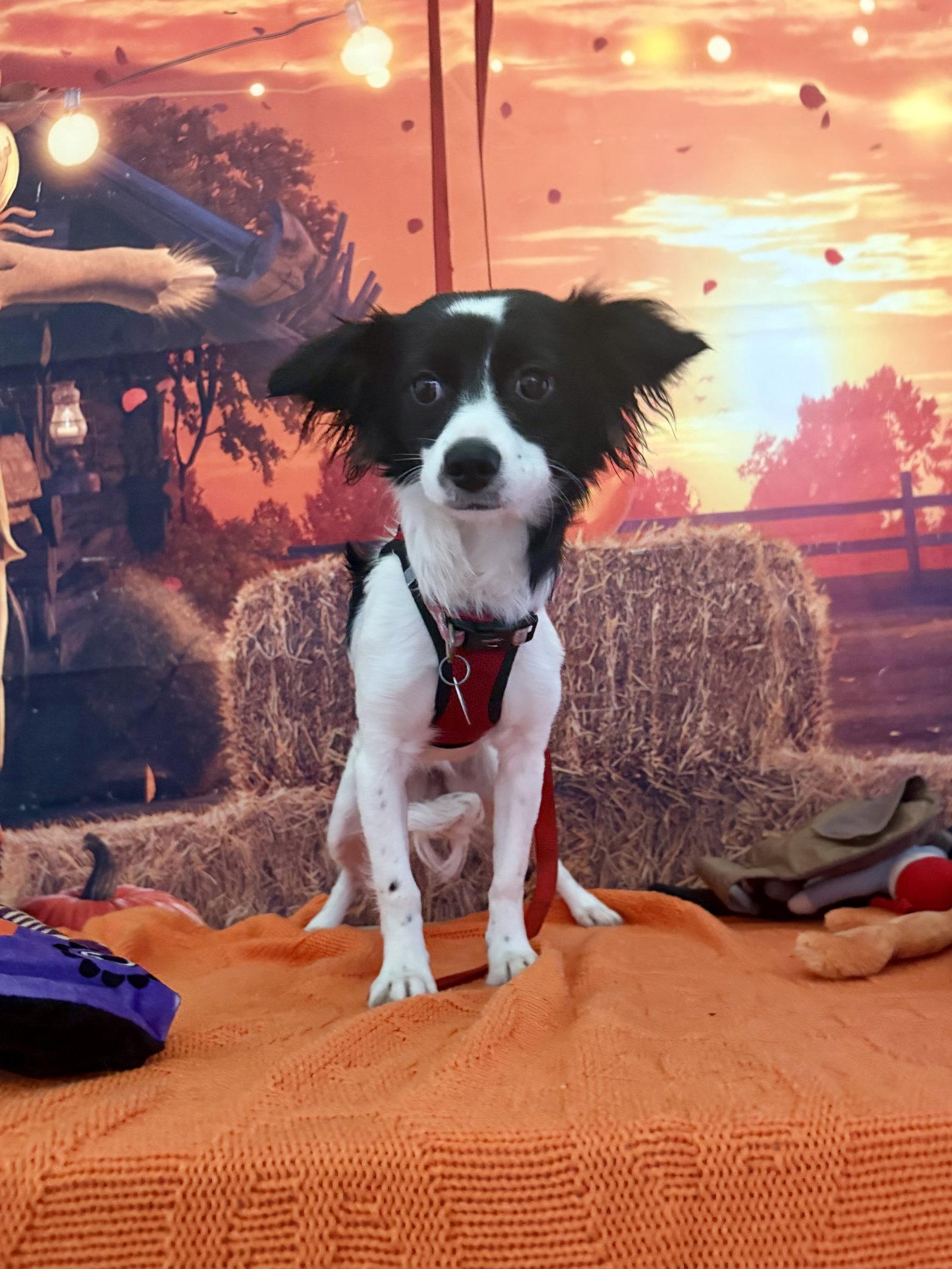 Enlarge Princess, a Adoptable mixed breed in Capistrano Beach, CA image 2/3