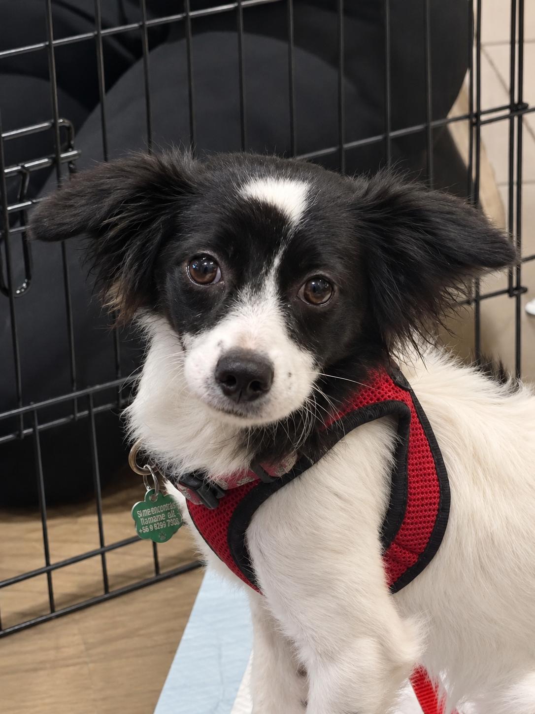 Enlarge Princess, a Adoptable mixed breed in Capistrano Beach, CA image 3/3