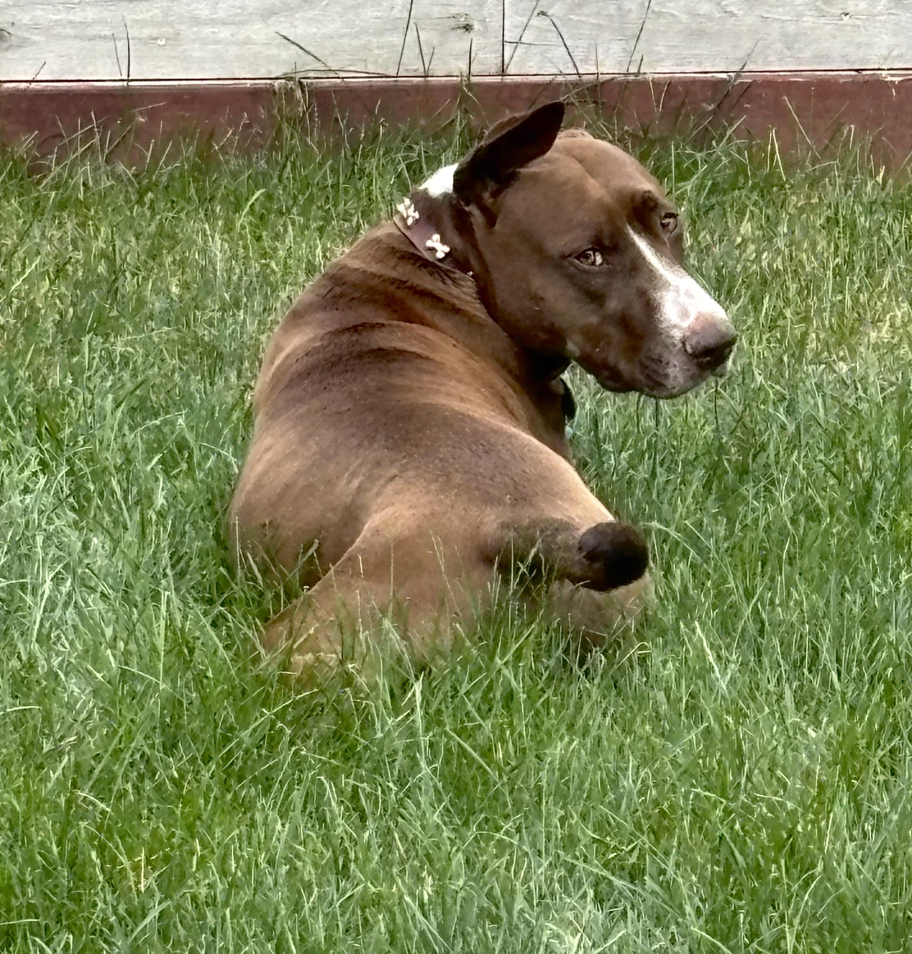 Mocha, an adoptable Pit Bull Terrier in Hardin, MT, 59034 | Photo Image 2