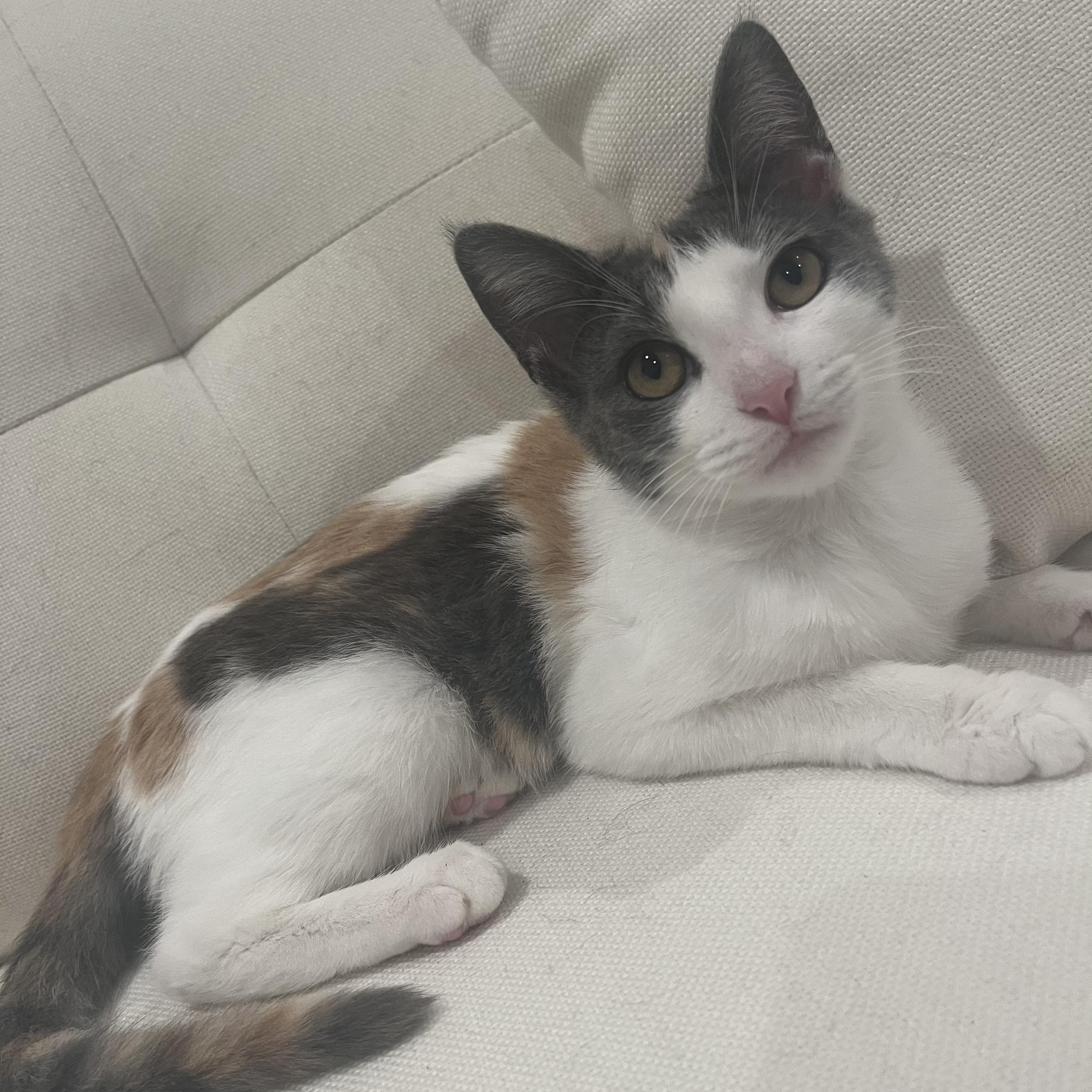 Callie (lap lover), an adoptable mixed breed in Atlanta, GA image 3/3