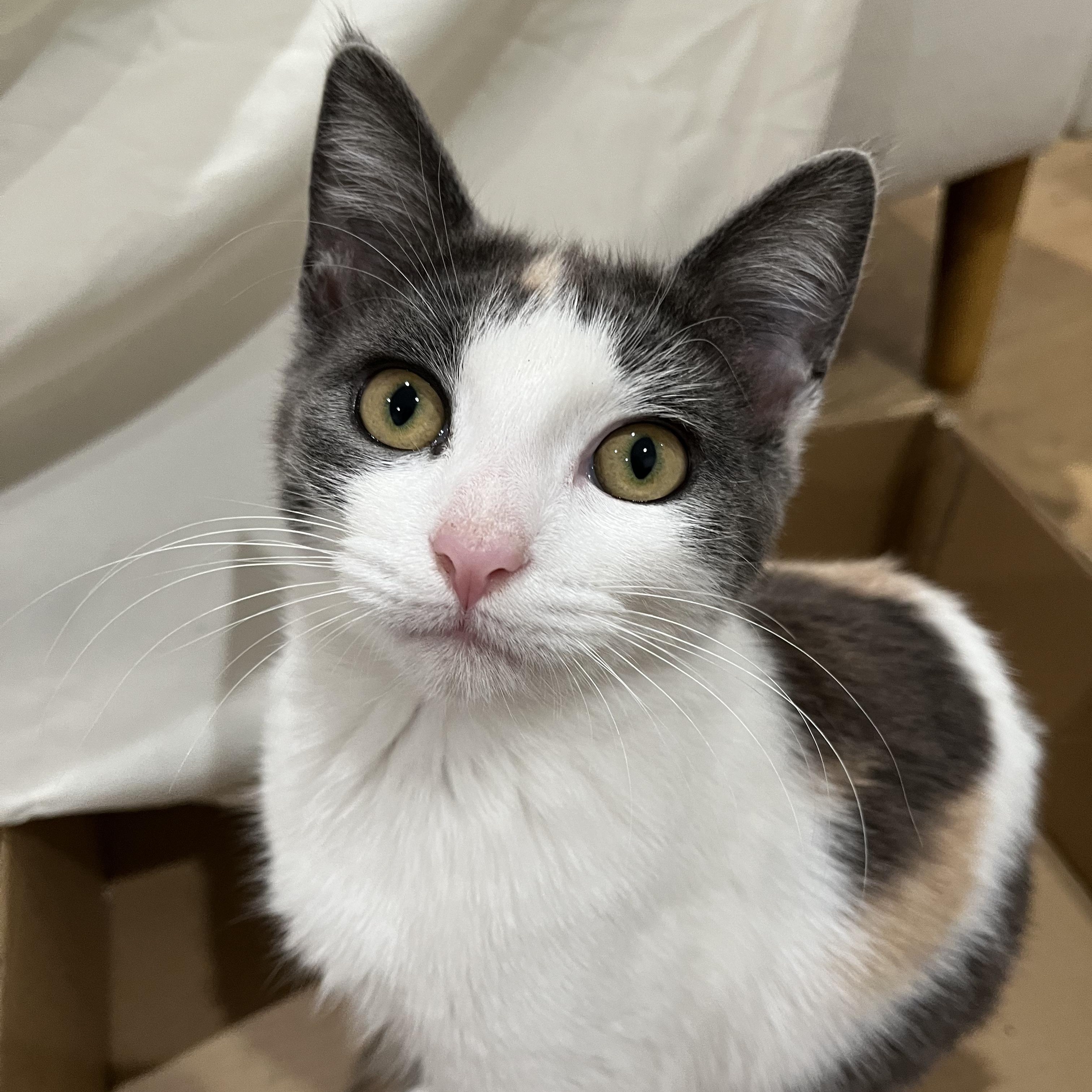 Callie (lap lover), an adoptable mixed breed in Atlanta, GA image 2/3