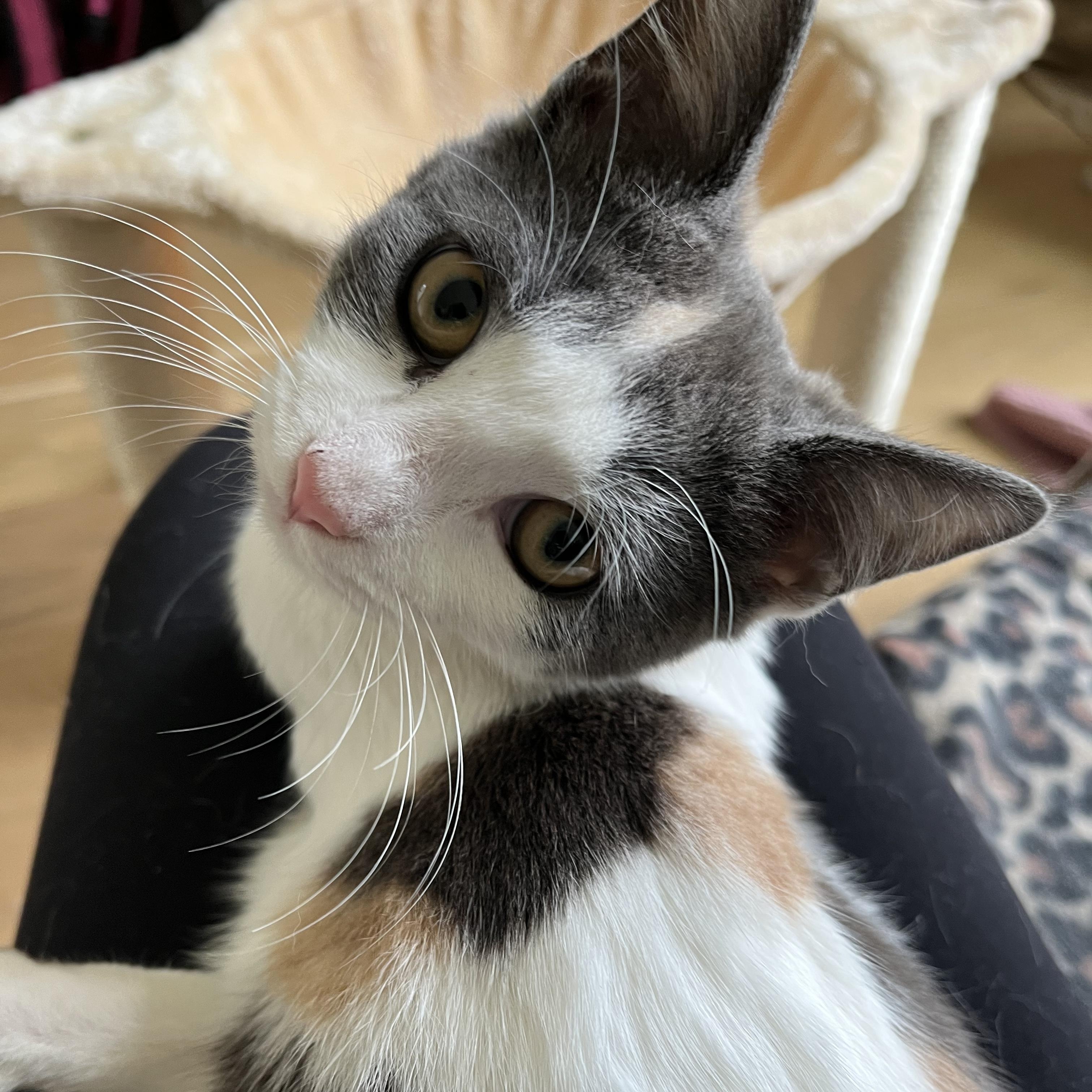 Callie (lap lover), adoptable, Kitten Female Dilute Calico.