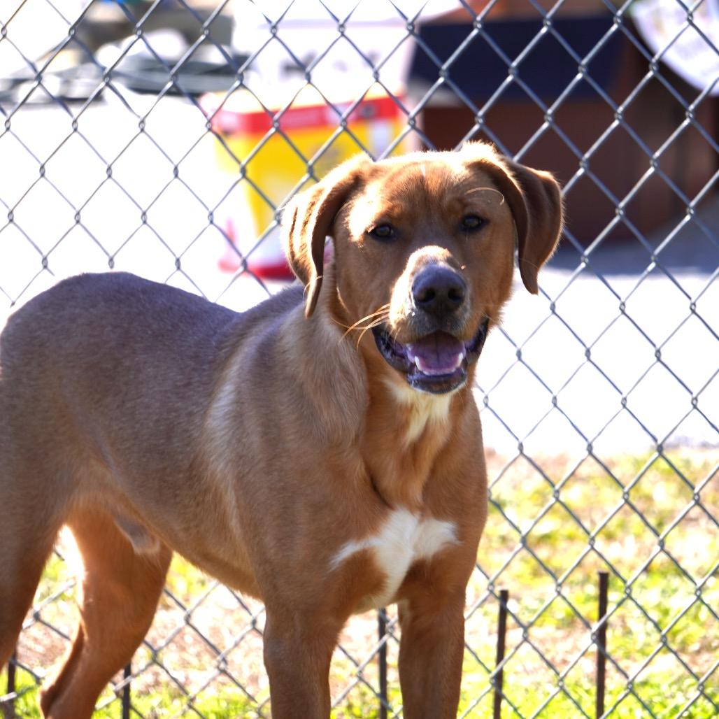 Bobsled (Adoption Fee Sponsored), Adoptable, Young Male Mixed Breed.