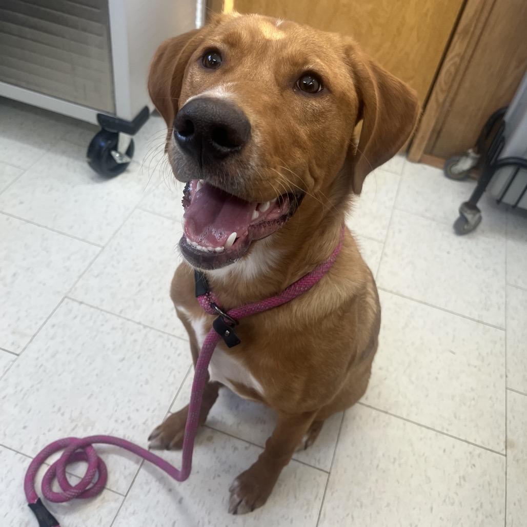 Bobsled, Adoptable, Young Male Mixed Breed.