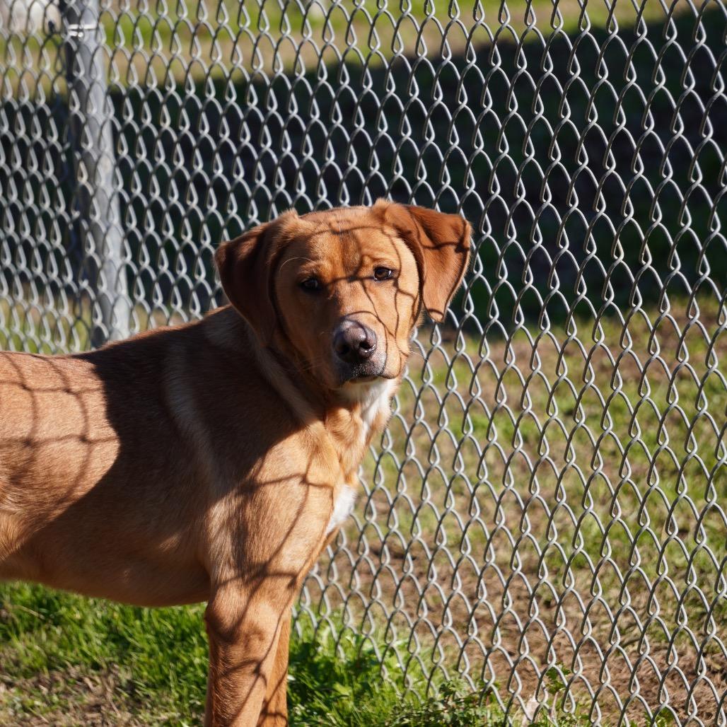 Enlarge Bobsled (Adoption Fee Sponsored), a Adoptable Mixed Breed in Columbiana, AL image 4/6