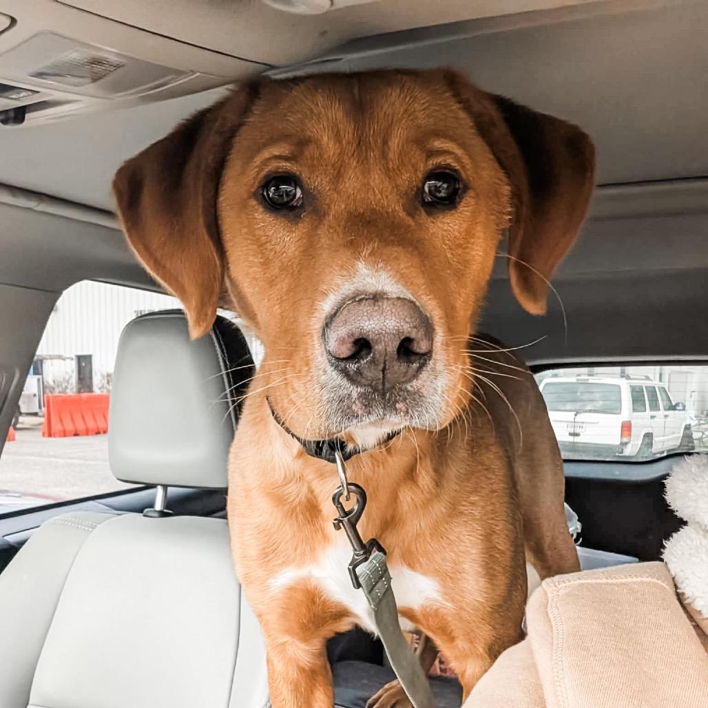 Enlarge Bobsled (Adoption Fee Sponsored), a Adoptable Mixed Breed in Columbiana, AL image 5/6