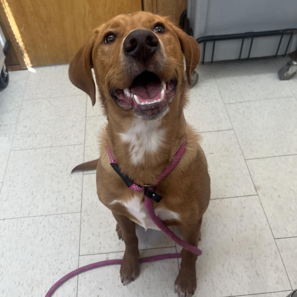 Enlarge Bobsled (Adoption Fee Sponsored), a Adoptable Mixed Breed in Columbiana, AL image 2/2