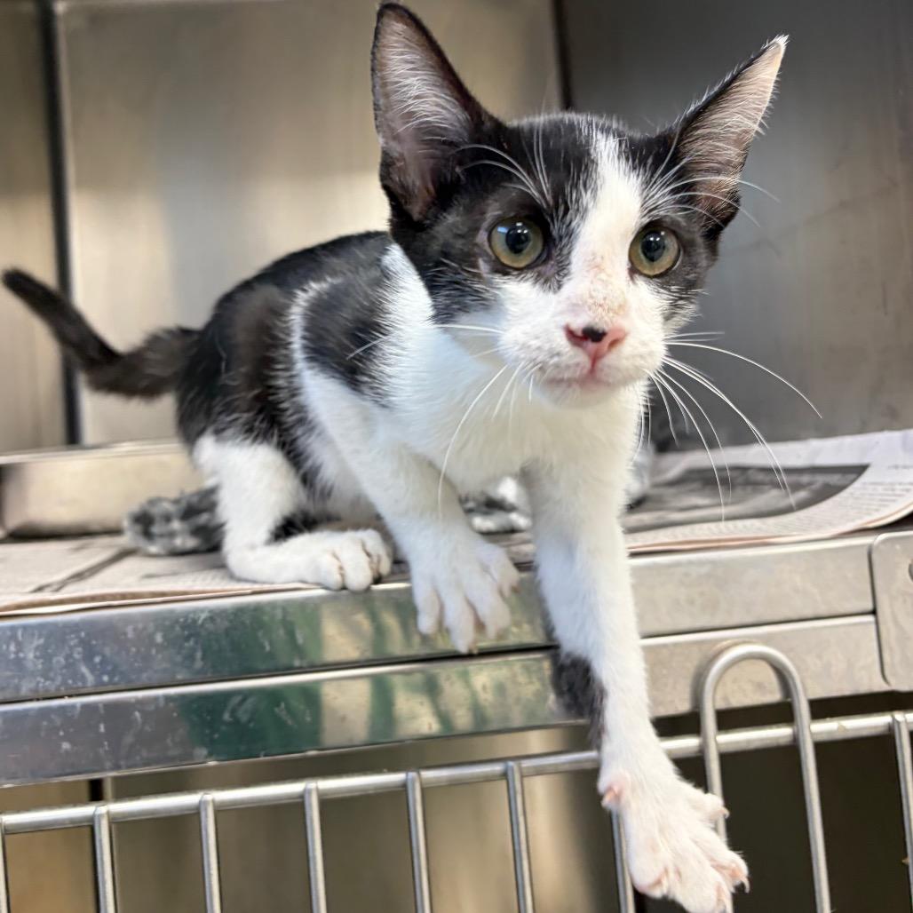 KCAC #627.26, Adoptable, Kitten Male Domestic Short Hair.