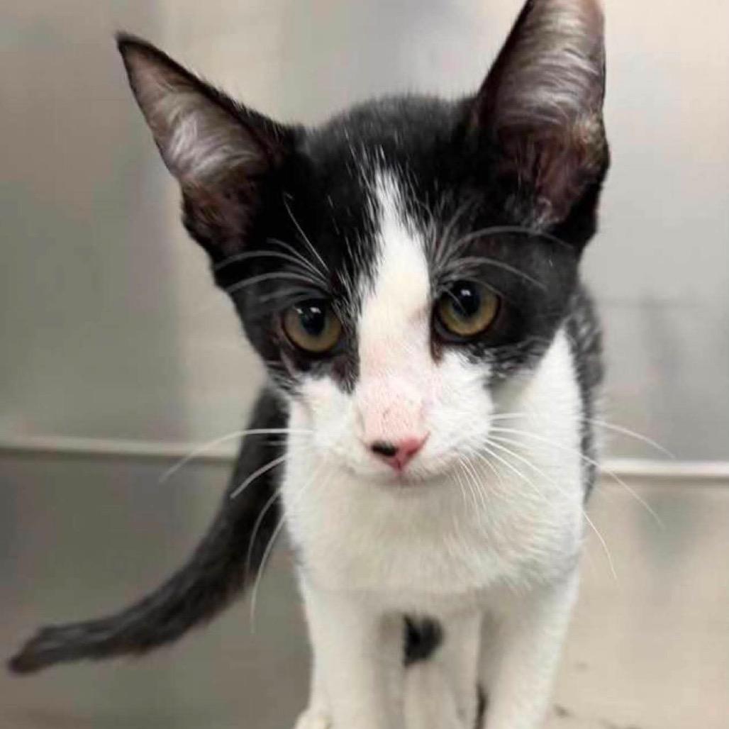 KCAC #627.26, a Adoptable Domestic Short Hair in Kerrville, TX image 2/3