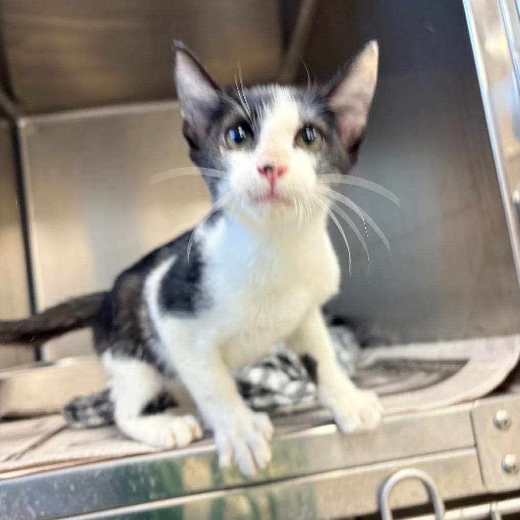 KCAC #627.26, a Adoptable Domestic Short Hair in Kerrville, TX image 3/3
