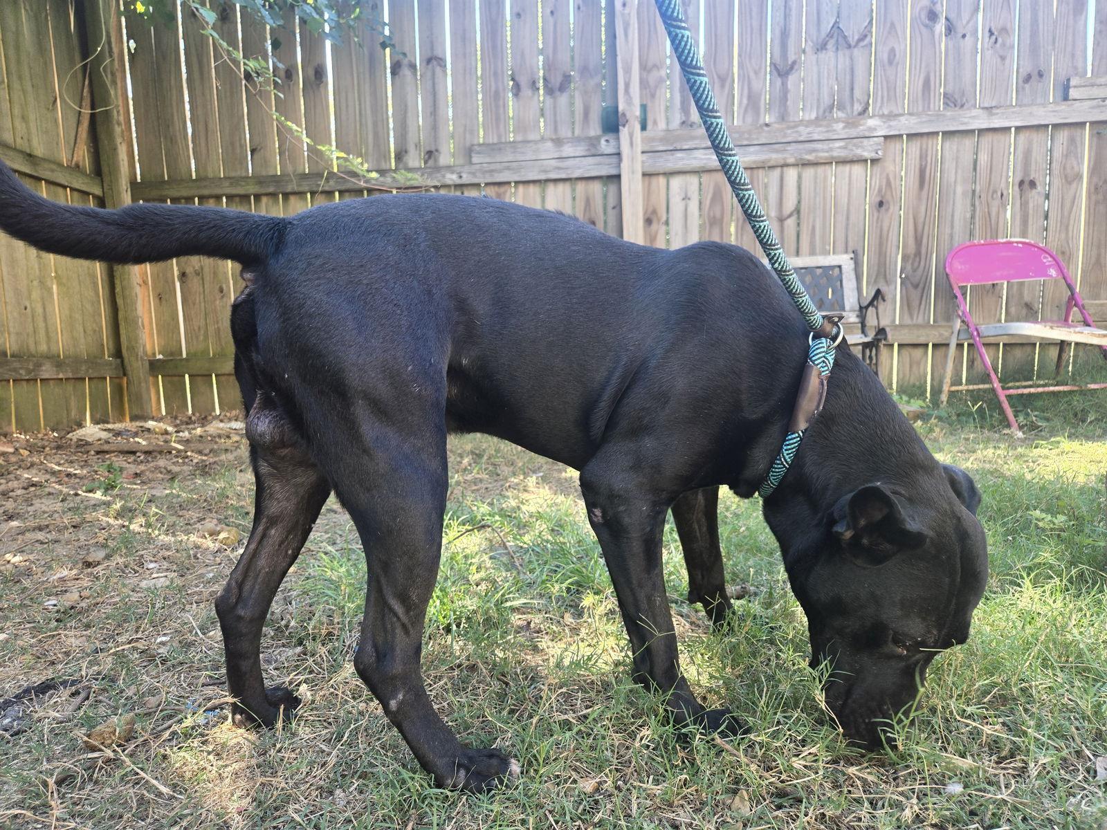 Bailey — thumbnail 2