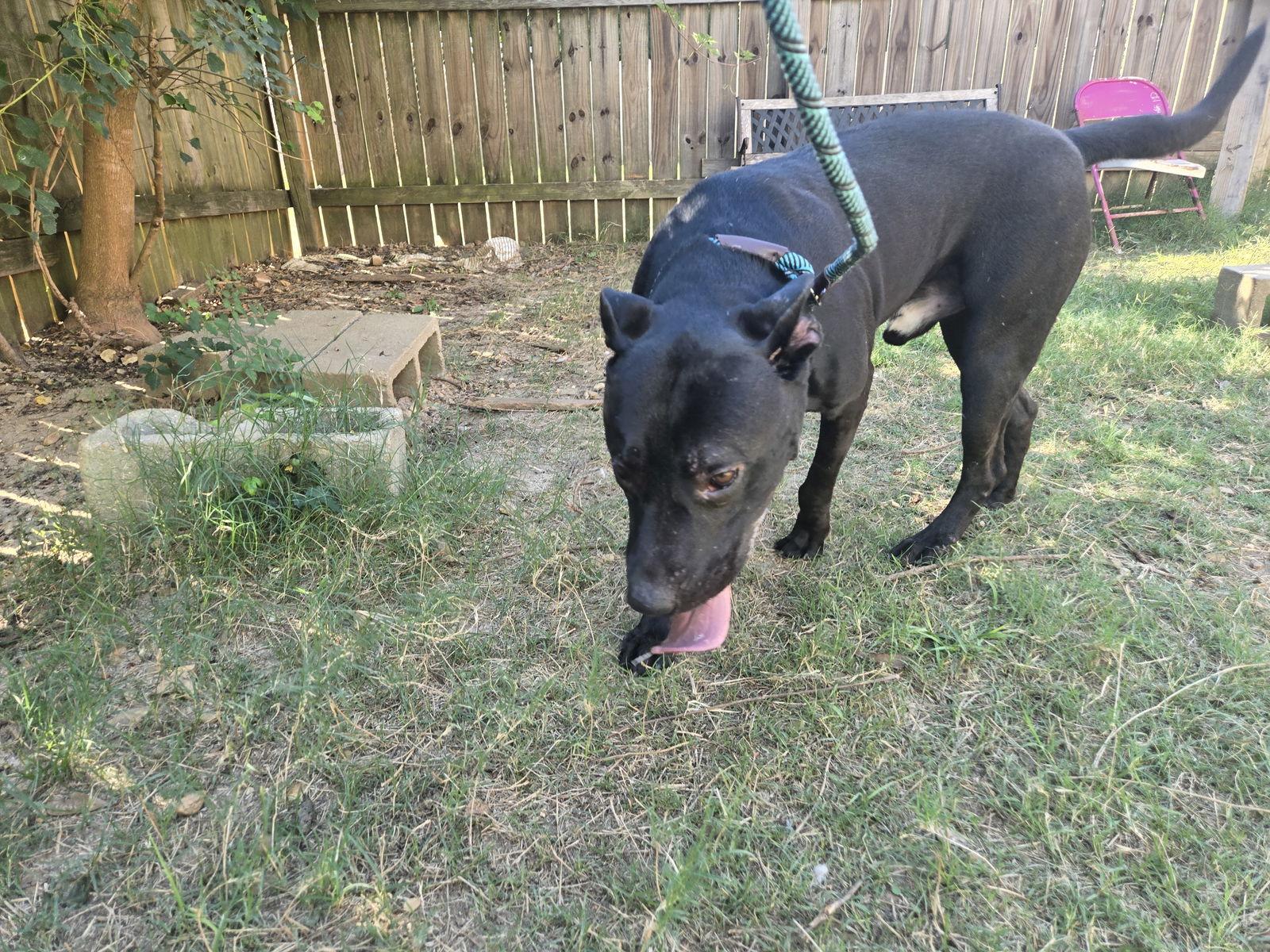 Bailey — thumbnail 3