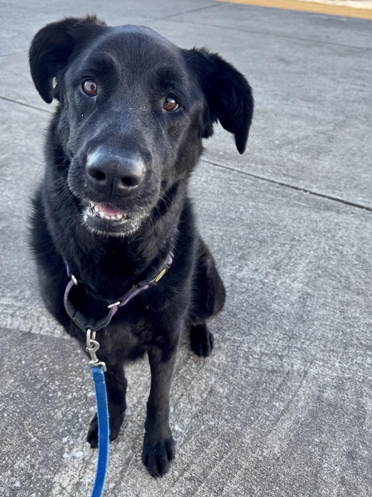 Roxie, a Adoptable mixed breed in Evansville, IN image 1/6