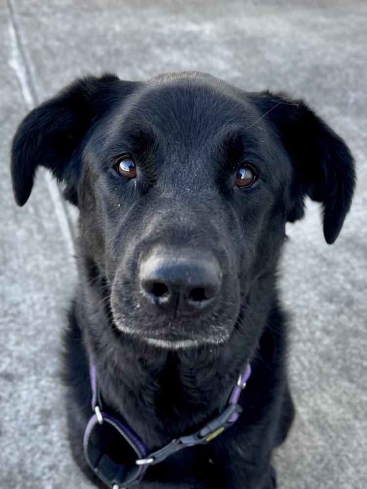 Roxie, a Adoptable mixed breed in Evansville, IN image 2/6