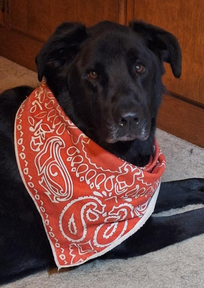 Roxie, a Adoptable mixed breed in Evansville, IN image 3/6