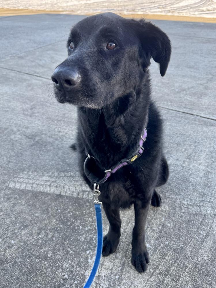 Roxie, a Adoptable mixed breed in Evansville, IN image 4/6
