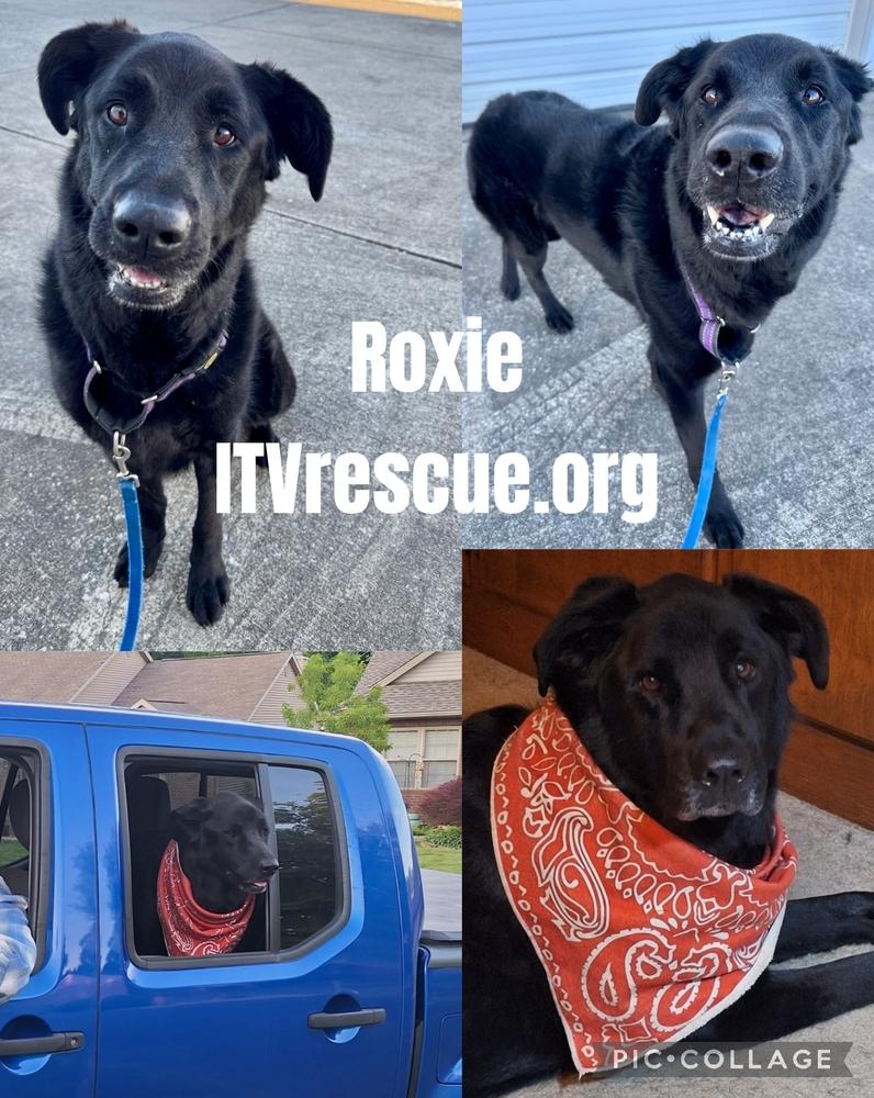 Roxie, a Adoptable mixed breed in Evansville, IN image 4/6