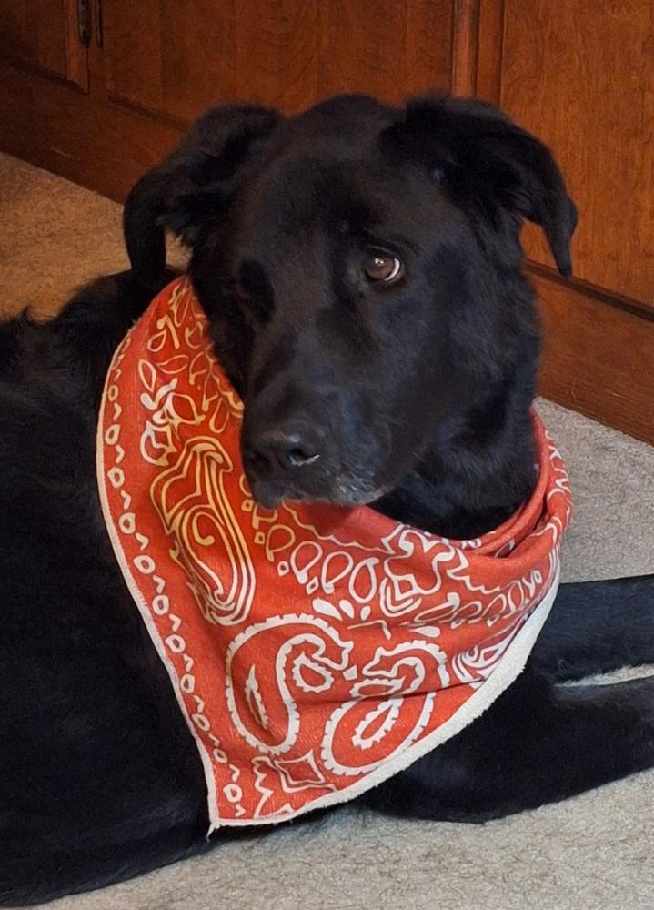 Enlarge Roxie, a Adoptable mixed breed in Evansville, IN image 5/6