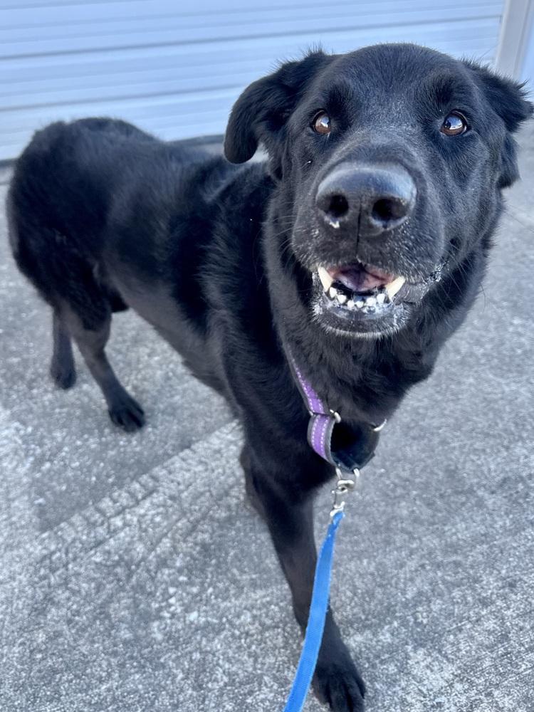 Roxie, a Adoptable mixed breed in Evansville, IN image 5/6