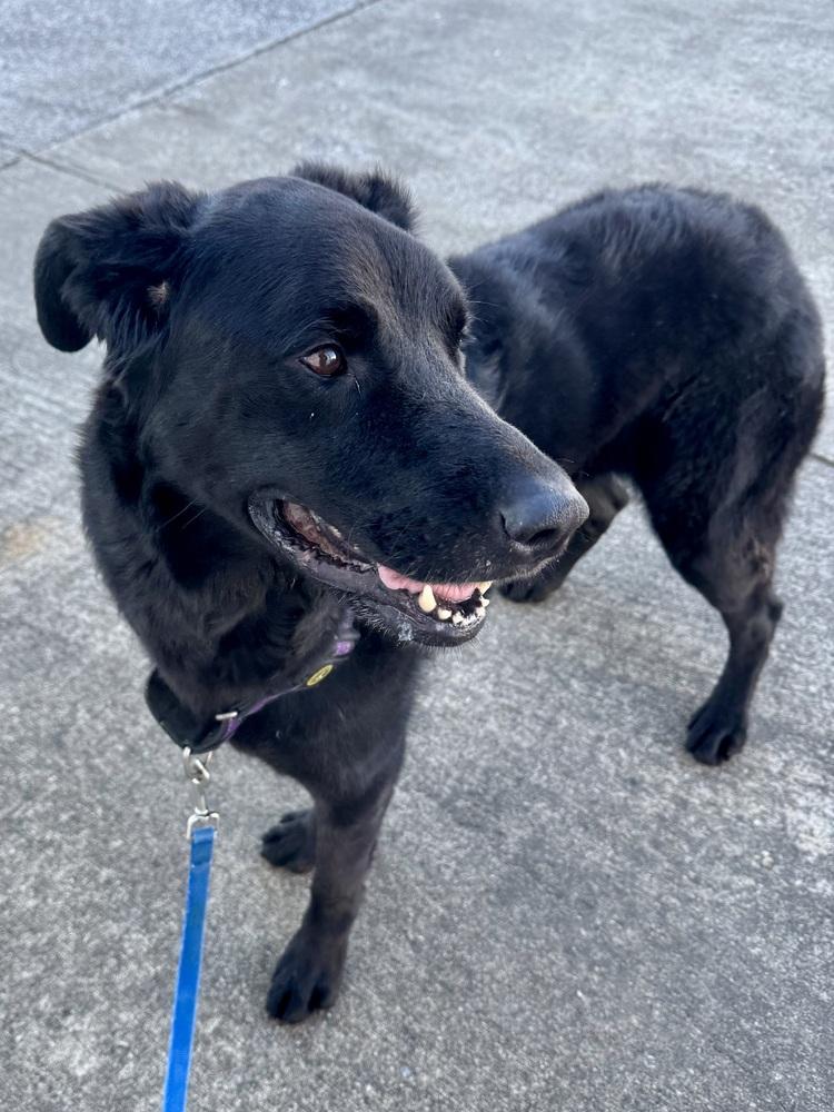 Roxie, a Adoptable mixed breed in Evansville, IN image 6/6