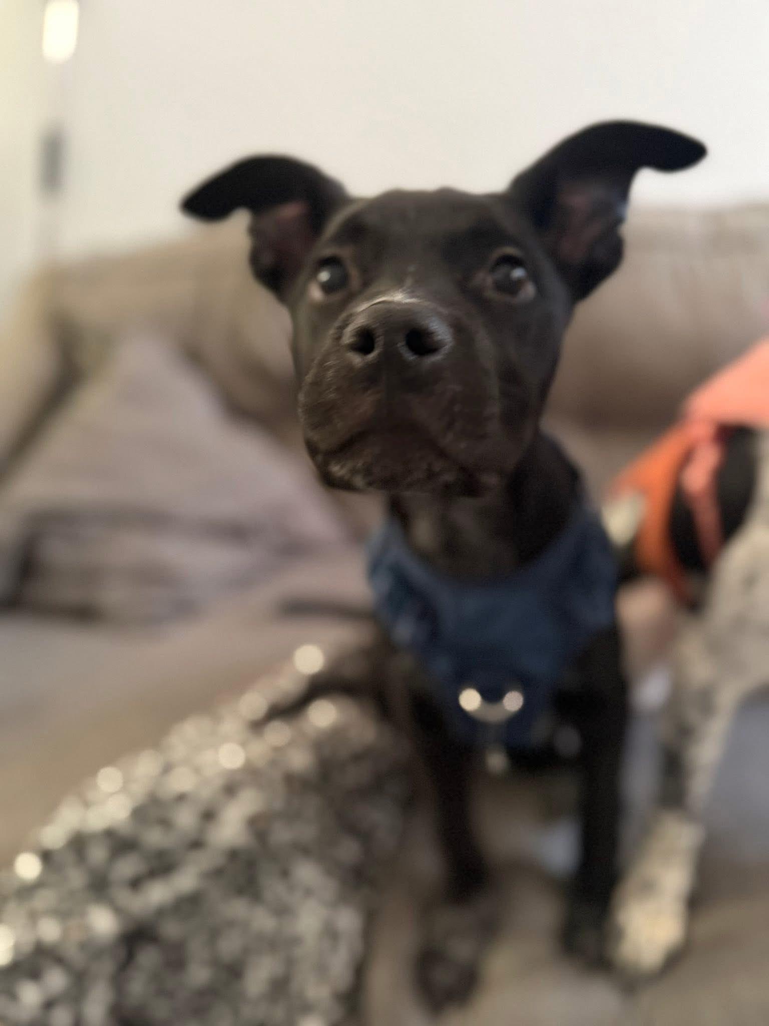 Courtesy post. Please call the owner directly , a ADOPTABLE mixed breed in Montrose, CO image 5/6