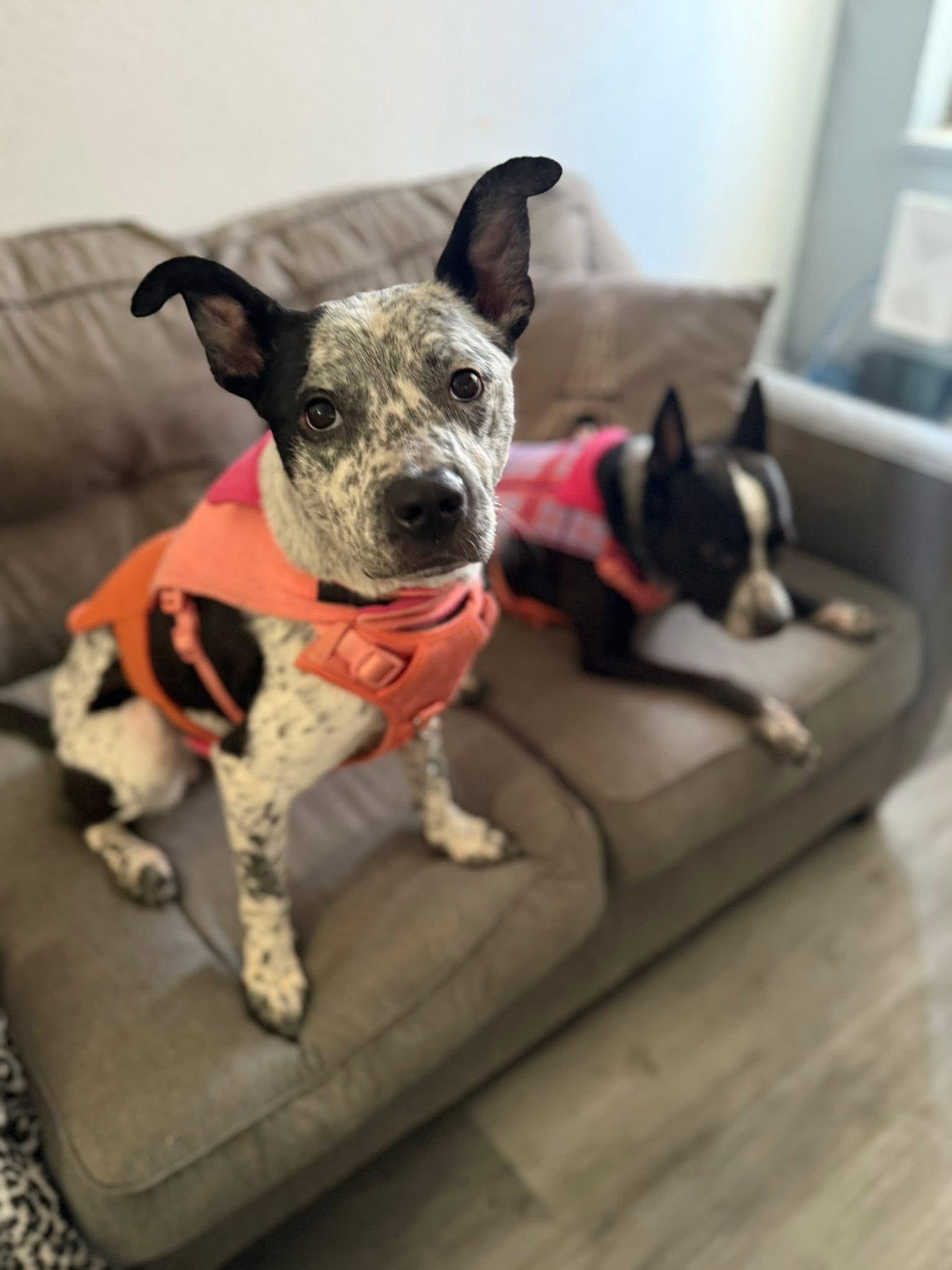 Courtesy post. Please call the owner directly , a ADOPTABLE mixed breed in Montrose, CO image 2/6