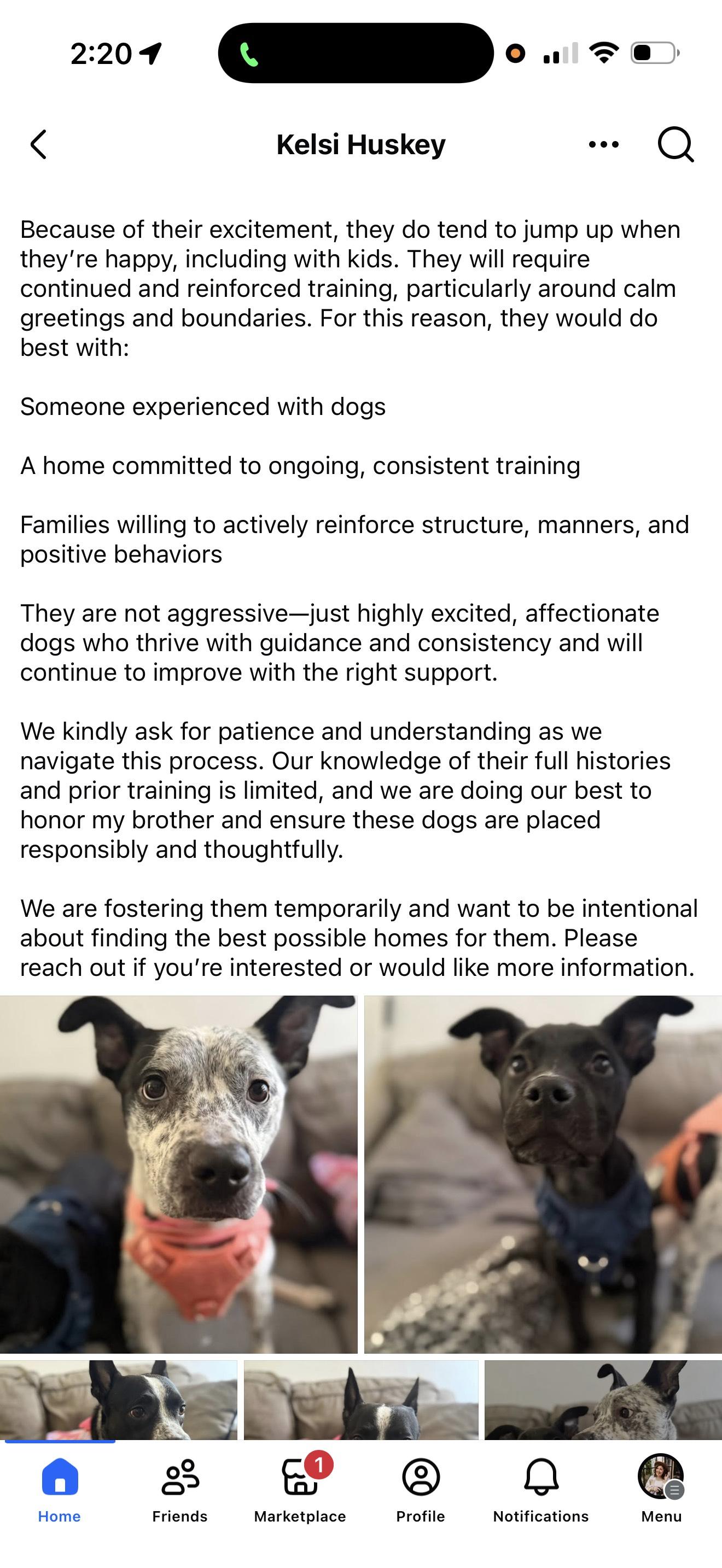 Courtesy post. Please call the owner directly , a ADOPTABLE mixed breed in Montrose, CO image 3/6