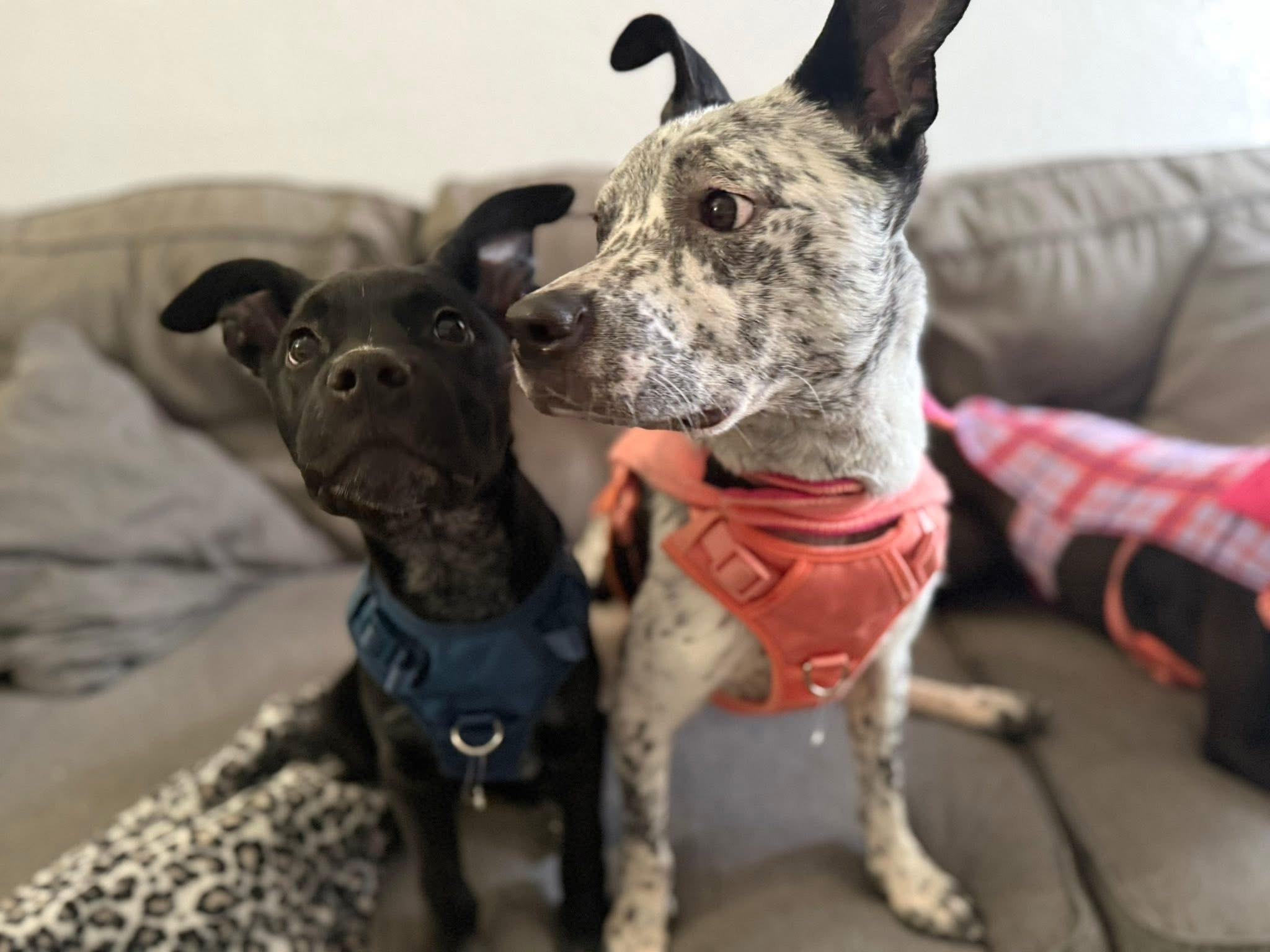 Courtesy post. Please call the owner directly , a ADOPTABLE mixed breed in Montrose, CO image 4/6