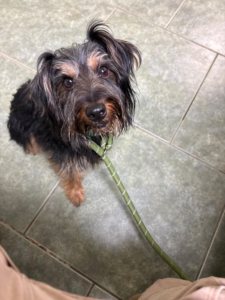 Moonshine, Adoptable, Adult Male Dachshund & Yorkshire Terrier.