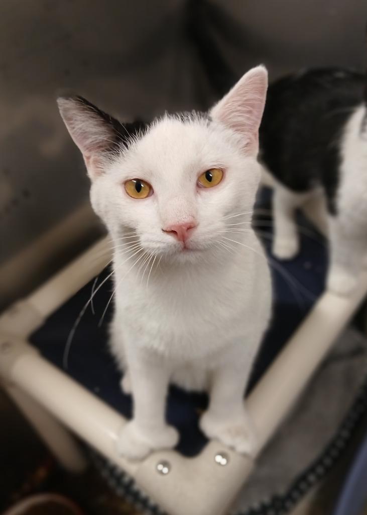 Abner, Adoptable, Kitten Male Domestic Short Hair.