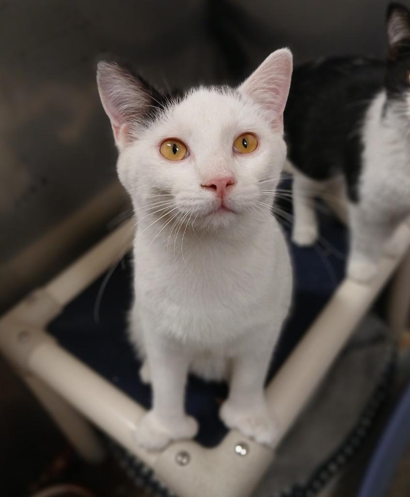 Enlarge Abner, a Adoptable mixed breed in Ladysmith, WI image 2/2