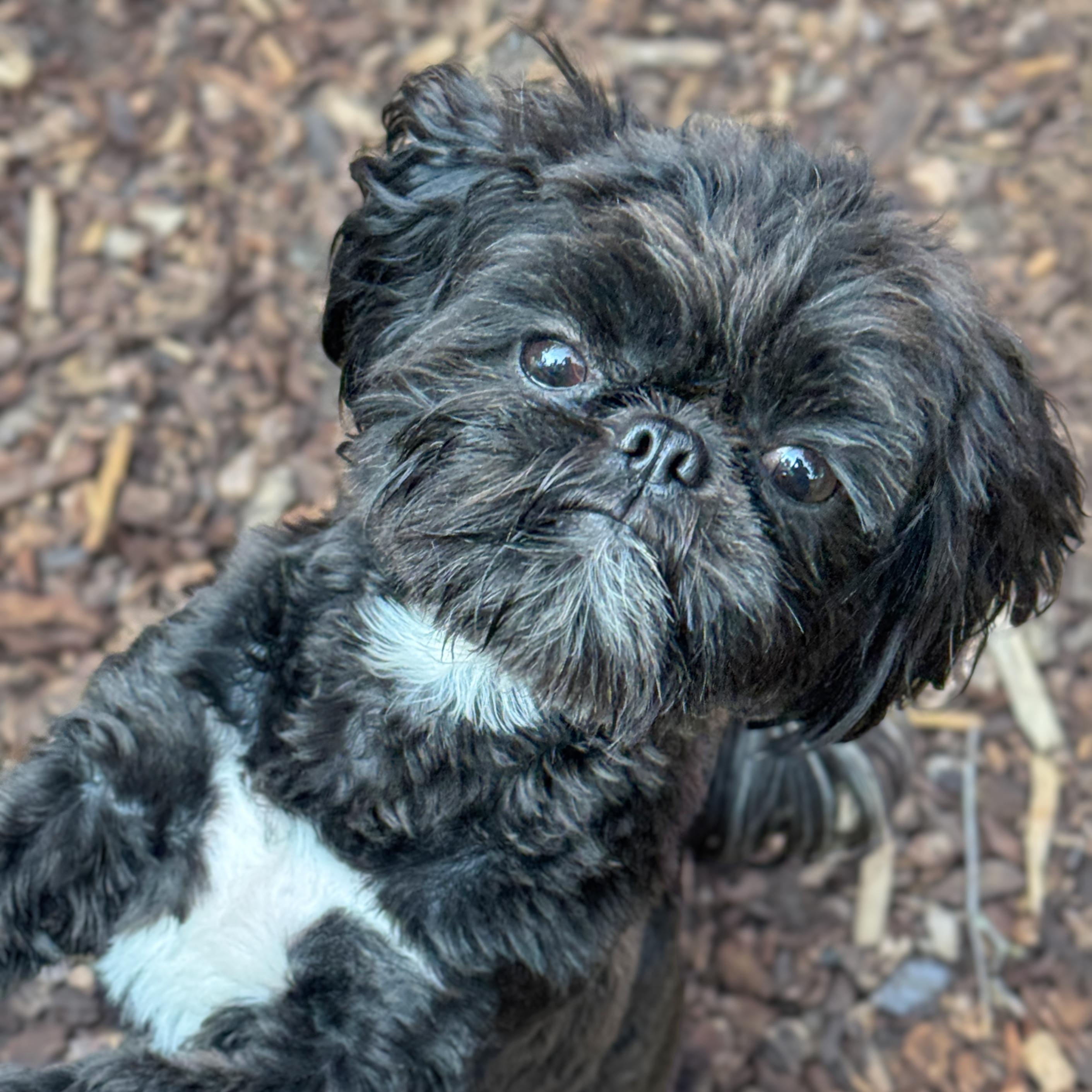Enlarge Curly, an adopted Shih Tzu in Sequim, WA image 1/2