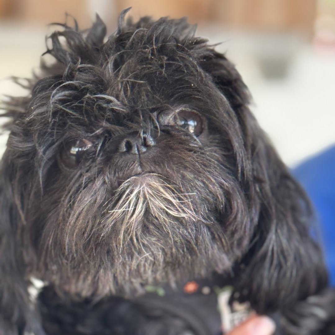 Enlarge Curly, an adopted Shih Tzu in Sequim, WA image 2/2
