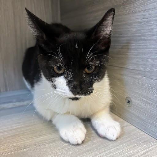 Enlarge Dodi @ Fat Cat Cafe, a ADOPTABLE Domestic Short Hair in Tallahassee, FL image 1/1