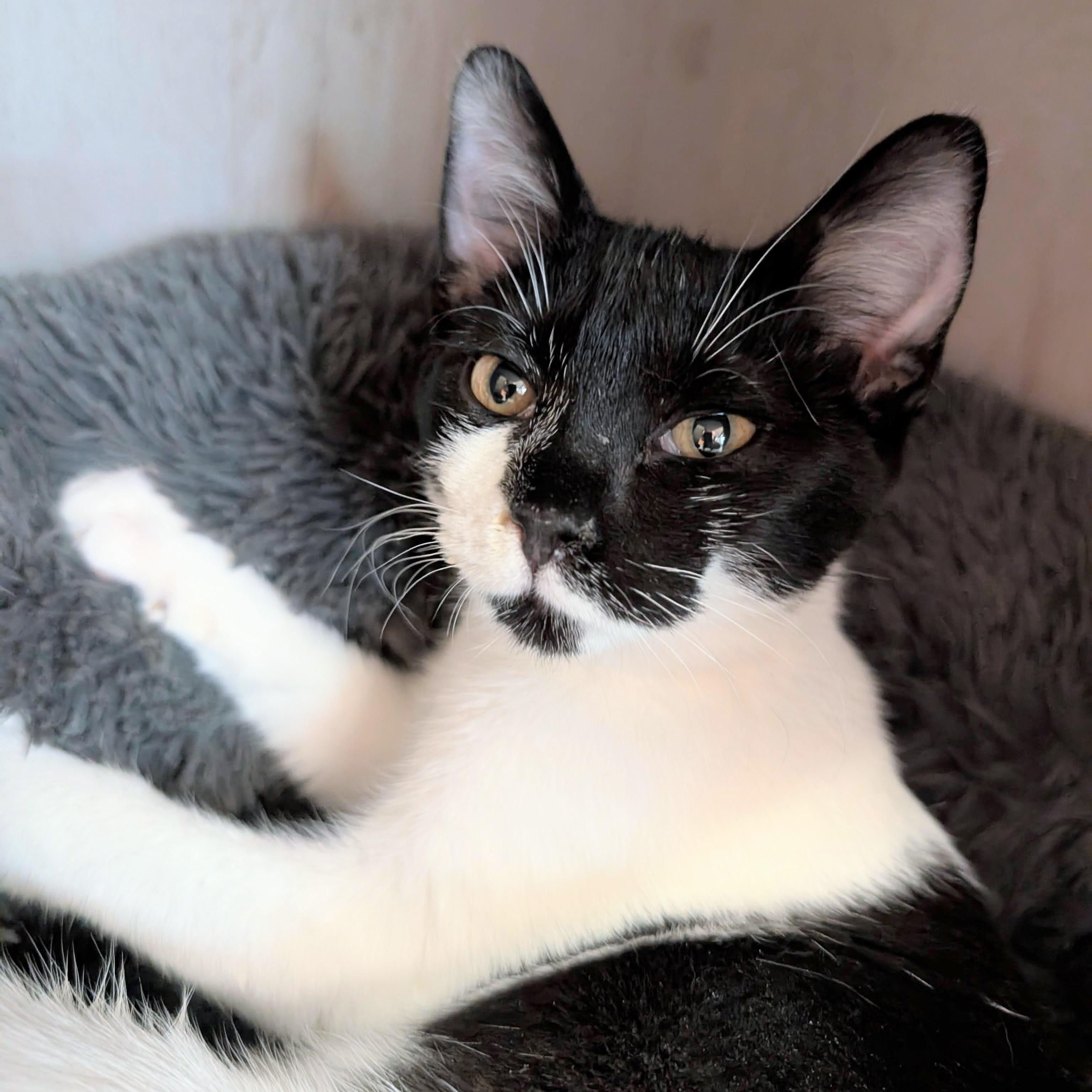 Enlarge Dodi @ Fat Cat Cafe, an adopted Domestic Short Hair in Tallahassee, FL image 1/1