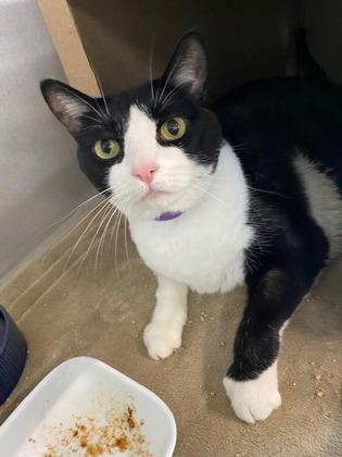 Enlarge Maddie, a Adoptable mixed breed in Sanford, FL image 1/3