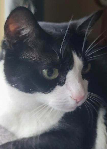 Maddie, Adoptable, Senior Female Domestic Short Hair & Domestic Short Hair.