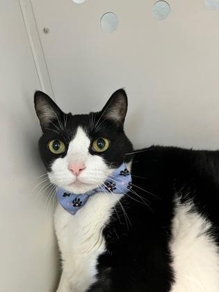 Enlarge Maddie, a Adoptable mixed breed in Sanford, FL image 2/3