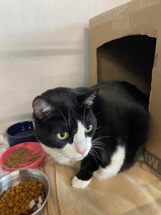 Maddie, Adoptable, Senior Female Domestic Short Hair & Domestic Short Hair.