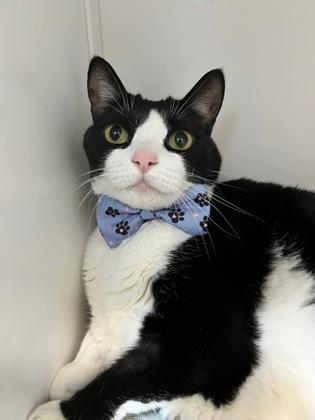 Enlarge Maddie, a Adoptable mixed breed in Sanford, FL image 3/3