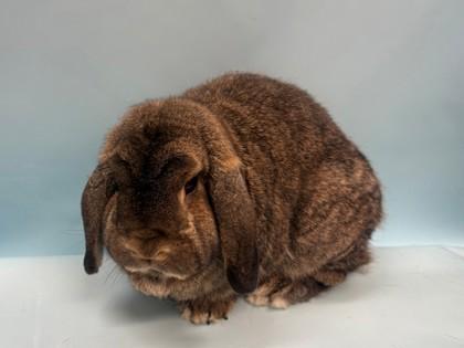 Dwight, Adoptable, Young Male Holland Lop & Holland Lop.