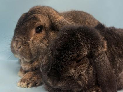 Dwight, a Adoptable Holland Lop in Coon Rapids, MN image 2/2