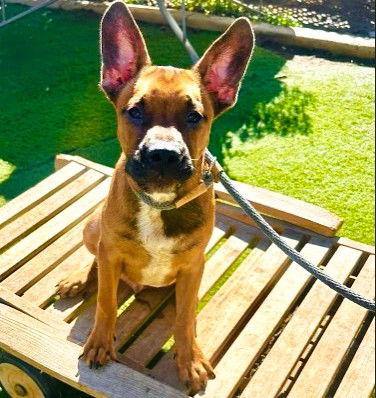 Augie, Adopted, Puppy Male French Bulldog.