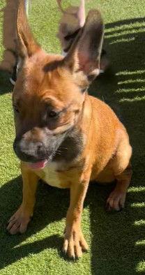 Enlarge Augie, a Adopted French Bulldog in Fallbrook, CA image 2/3