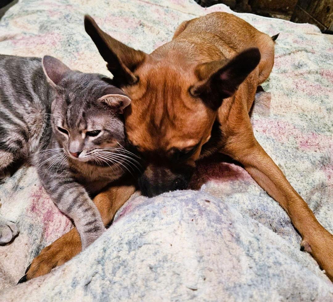 Enlarge Augie, a Adopted French Bulldog in Fallbrook, CA image 3/3