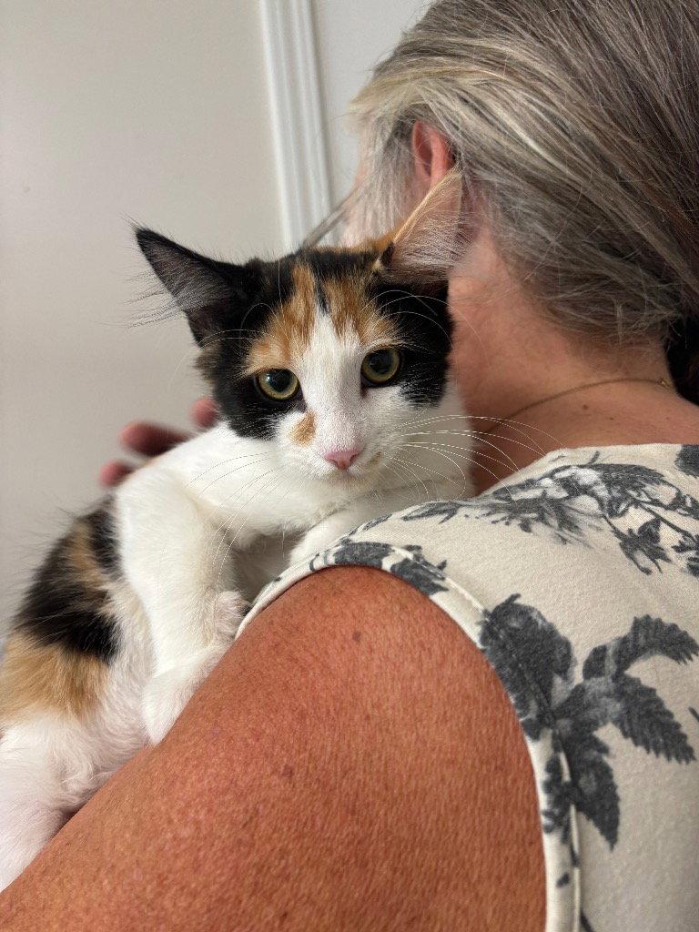 Kitten - Lillian, Adopted, Kitten Female Domestic Long Hair.