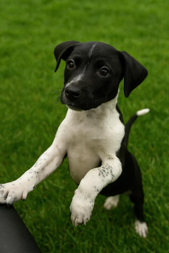 Menace, Adoptable, Puppy Male Hound & Terrier.